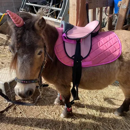 Hütte Für Naturliebhaber - Kinder/ Ponyreiten Ferienhaus Zella-Mehlis
